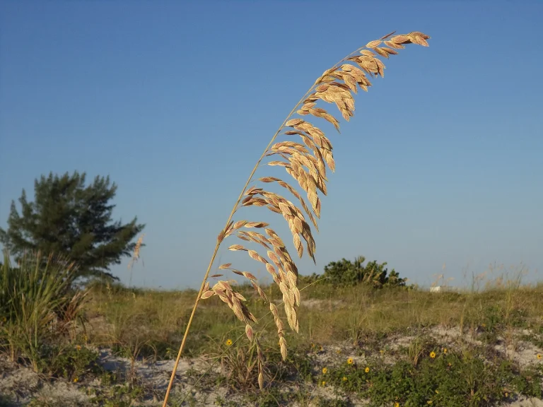 A sea oat seed head above dune vegetation at Sand Key Park