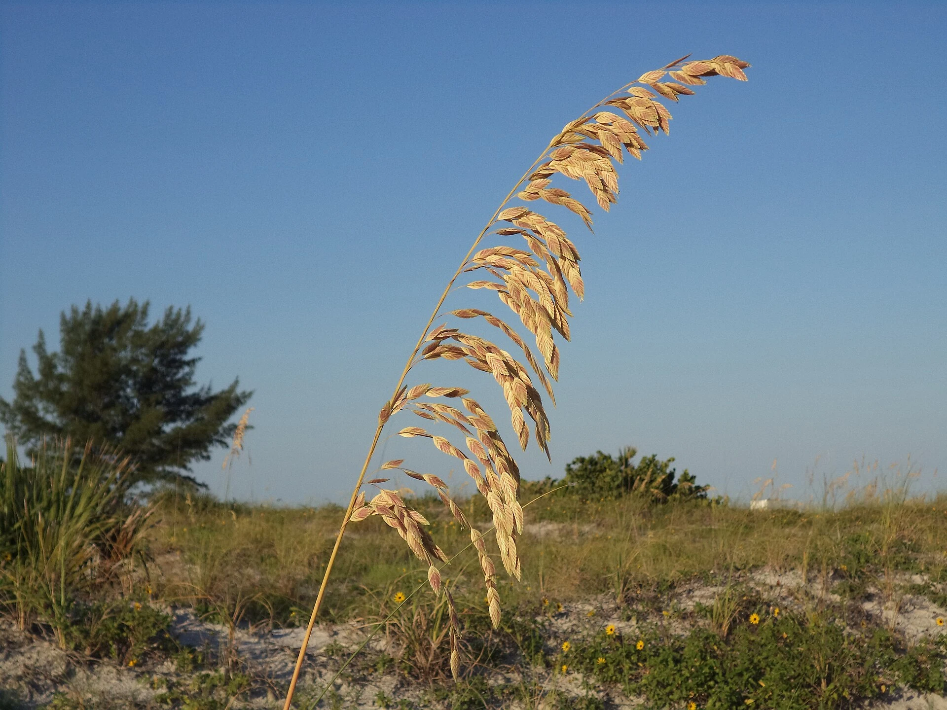 A sea oat seed head above dune vegetation at Sand Key Park